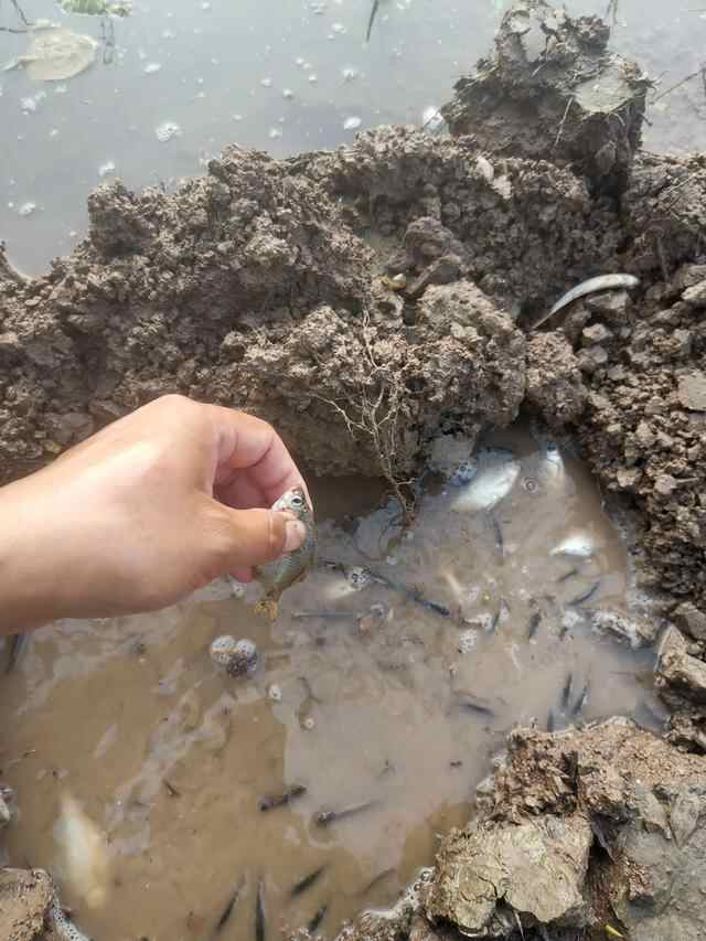 十一假期收尾微山湖畔再钓鱼