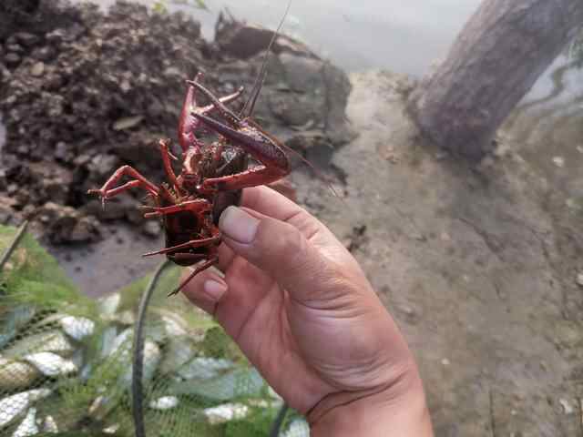 十一假期收尾微山湖畔再钓鱼