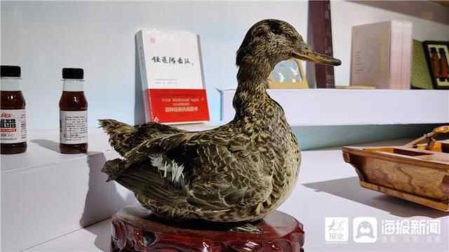 深耕沃野、伴“绿”前行，博览会奏响乡村振兴“交响乐”