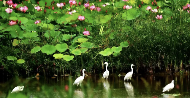 生态齐鲁 | 七城入选第二批国际湿地城市，山东唯一登榜城市济宁何以榜上有名