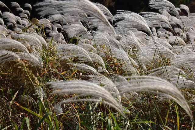 这里是济宁｜深秋大美九仙山 无限风光如画般