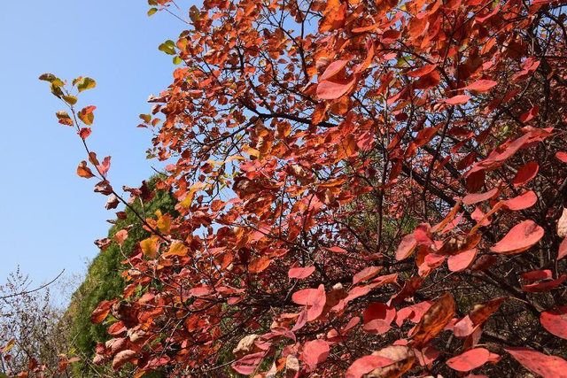 这里是济宁｜深秋大美九仙山 无限风光如画般