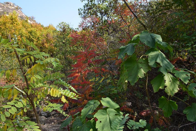 这里是济宁｜深秋大美九仙山 无限风光如画般