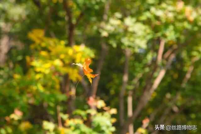 西安看展｜金乡县主竟比太平公主女儿还金贵？