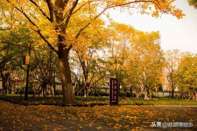 西安看展｜金乡县主竟比太平公主女儿还金贵？