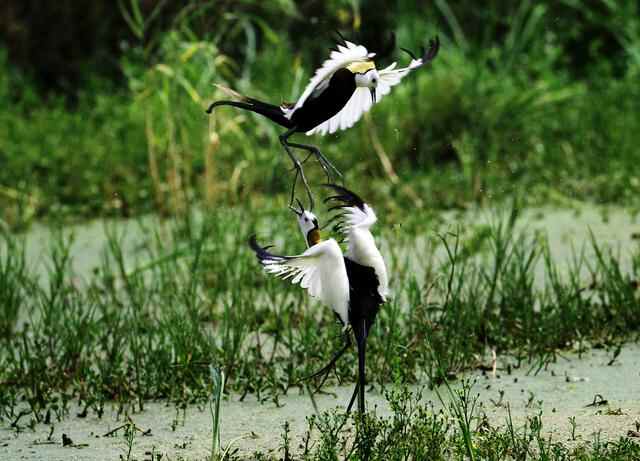 组图｜微山：新生态文明建设示范区