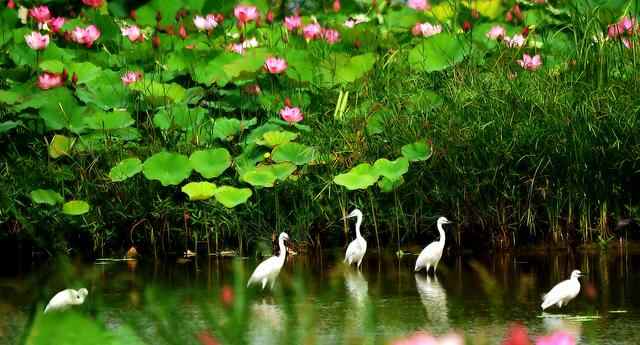 组图｜微山：新生态文明建设示范区