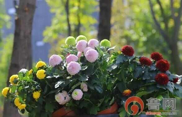 万菊芳菲丨济宁高新区蓼河公园欢迎您来赏菊花