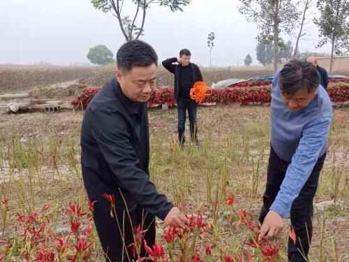 金乡县自然资源和规划局积极开展？“干部一线支农、助力秋收秋种”活动