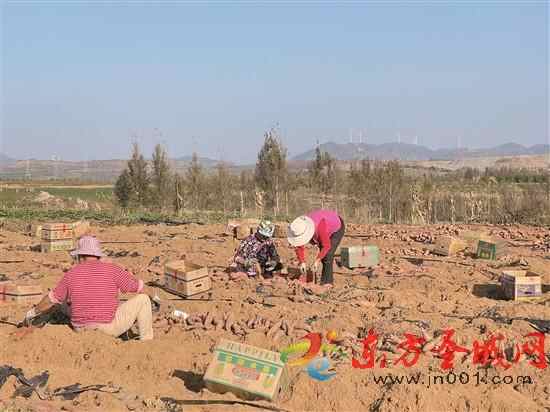 兖州：翻耕备种战“三秋”泗水：全力打好“三秋”仗
