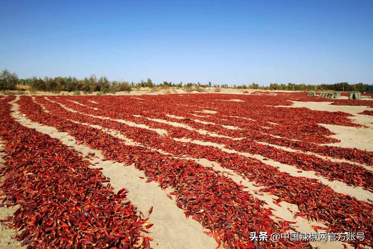 金乡新椒质量差 价格乱行下滑