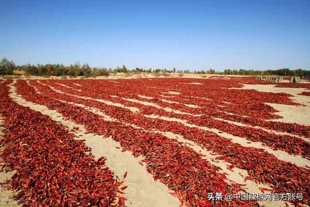 金乡新椒质量差 价格乱行下滑