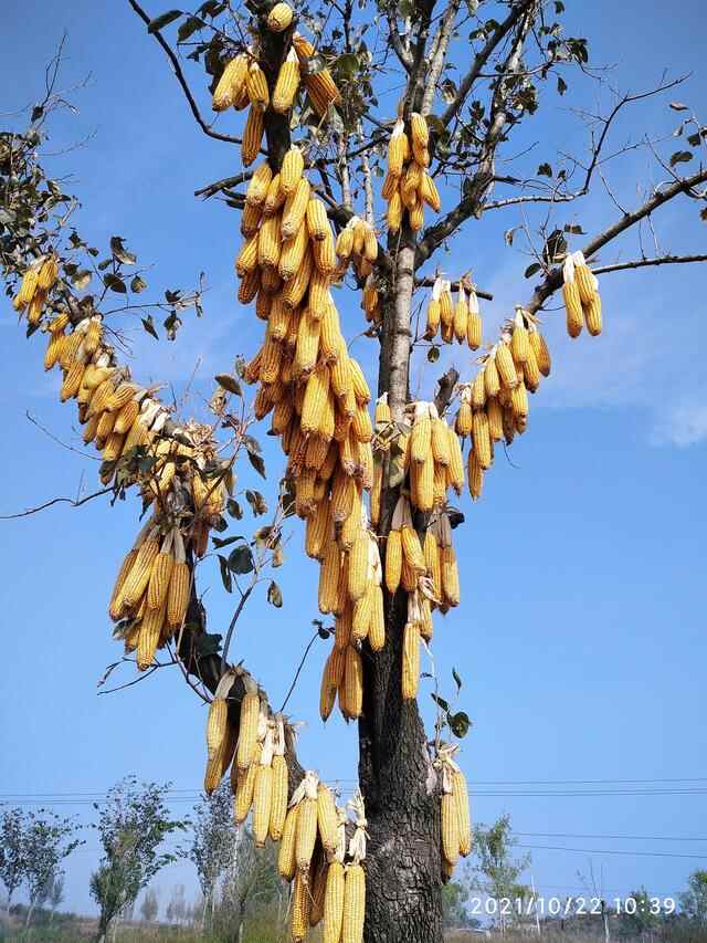 最美的田园乡村：邹城大洪沟旅游度假村
