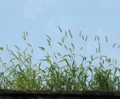 【乡土文学】谭桂昂|| 墙头草（外三首）