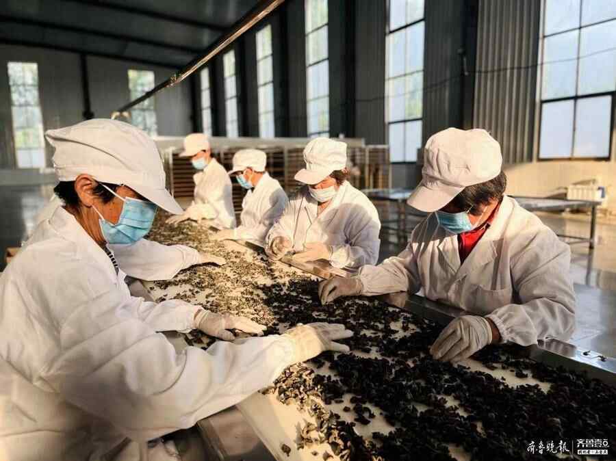 土专家带头探路，梁山馆驿木耳生产加工“一条龙”
