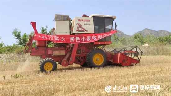 泗水：紫色小麦喜获丰收 科技力量助力乡村振兴