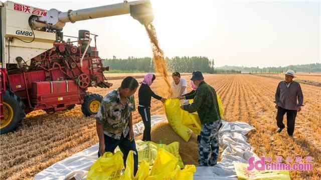 山东嘉祥：68万亩小麦陆续进入收割期