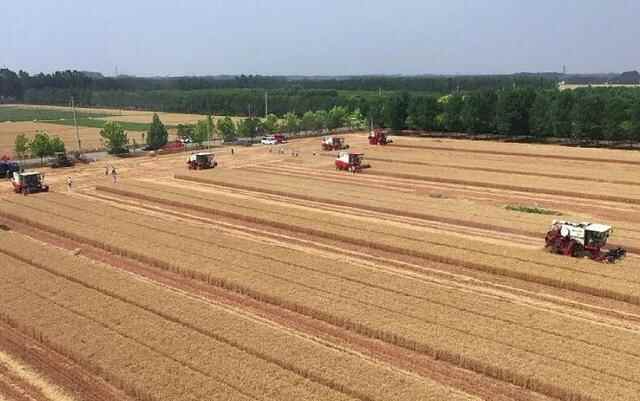 镜观山东｜省粮食机收减损技能济宁兖州赛场大比武