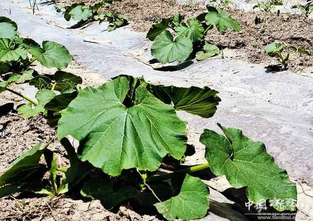 梁山镇：西葫芦种植助力产业振兴