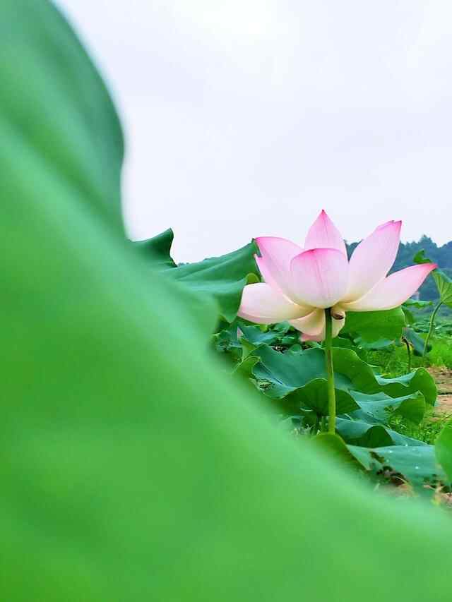 梁山村荷花开了