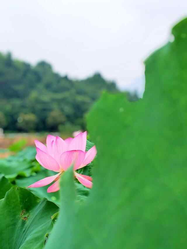 梁山村荷花开了