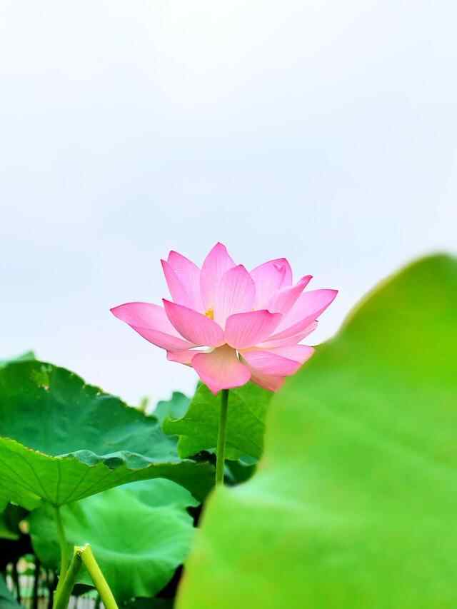 梁山村荷花开了
