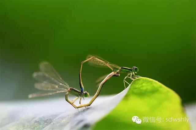 舌尖上的微山湖