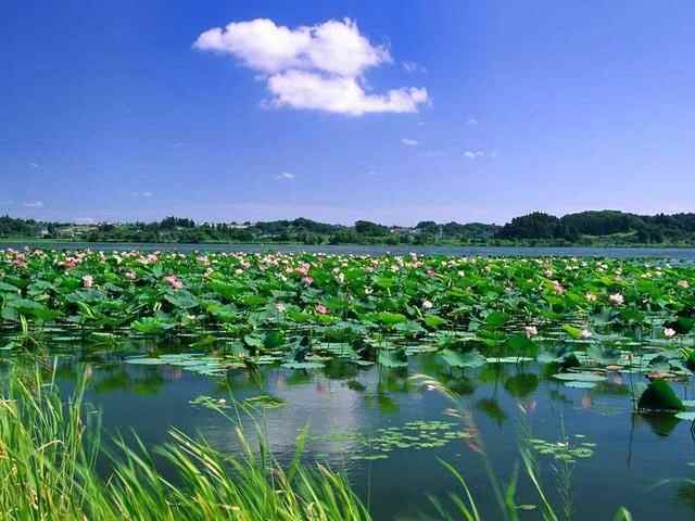 微山湖特色美食