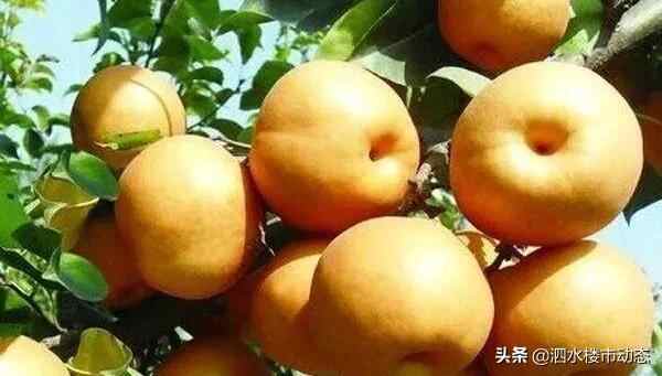 膘鸡、羊肉、大饼、馓子，哪样是你心中泗阳美食的NO.1？