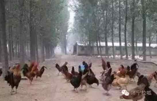 邹城美食：笨鸡那么香，我想去尝尝！