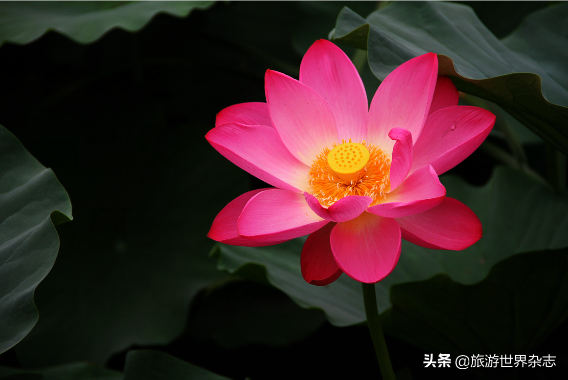 微山湖里的鲜味道