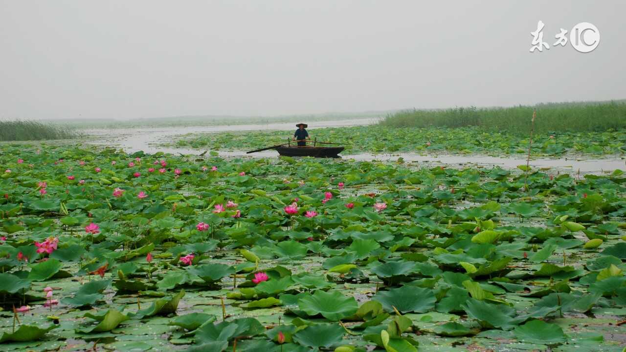 微山的菱角秧**和苲草丸子，文友尝过后赞不绝口，还要带点在路上吃