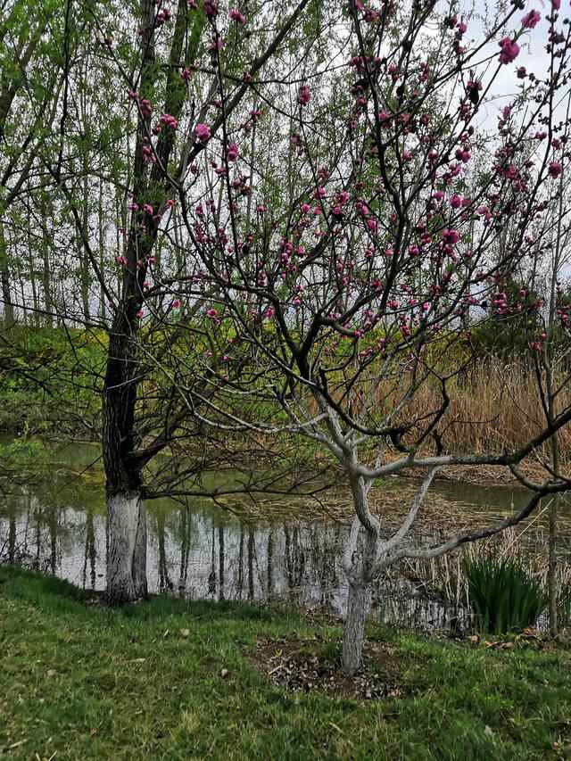 济宁汶上莲花湖值得去一趟