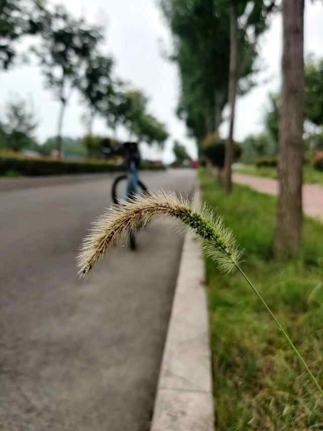 拾味济宁之马村煎包