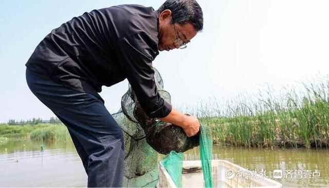 乘风破浪的小龙虾：一只鱼台龙虾的奇妙旅行