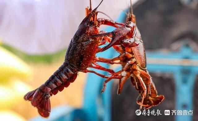 乘风破浪的小龙虾：一只鱼台龙虾的奇妙旅行