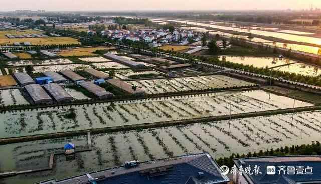 乘风破浪的小龙虾：一只鱼台龙虾的奇妙旅行
