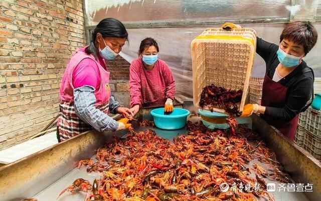 乘风破浪的小龙虾：一只鱼台龙虾的奇妙旅行