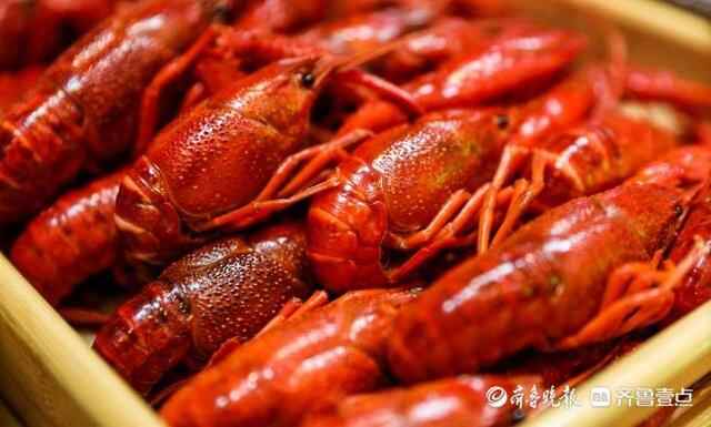乘风破浪的小龙虾：一只鱼台龙虾的奇妙旅行
