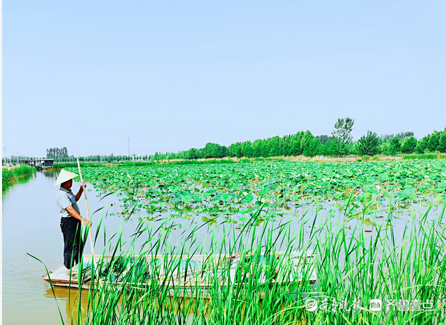 乘风破浪的小龙虾：一只鱼台龙虾的奇妙旅行