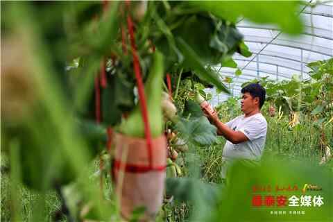 山东泰安：宁阳90后“葫芦哥”的葫芦梦