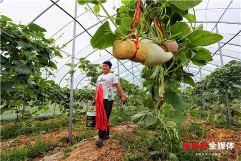 山东泰安：宁阳90后“葫芦哥”的葫芦梦