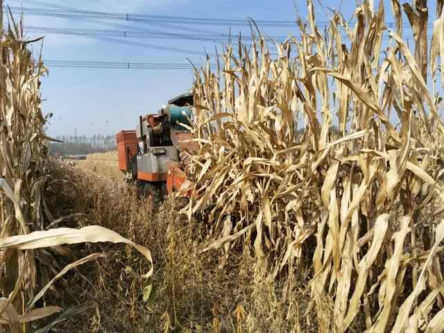 肥城市：大豆玉米“手拉手”实现“一季双丰收”