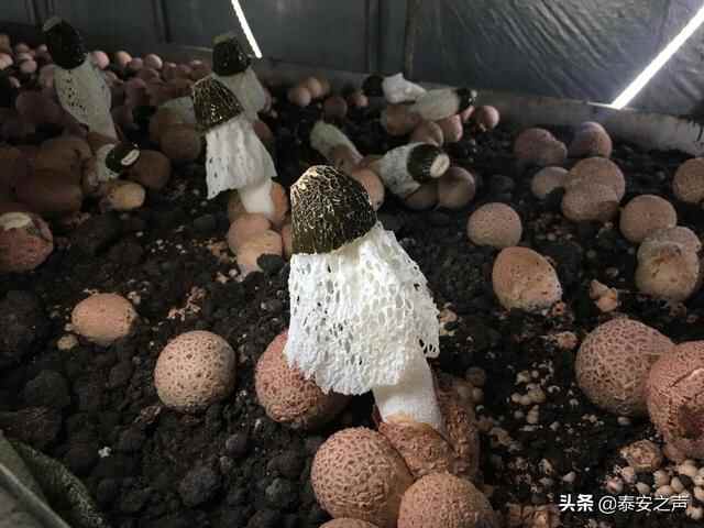 岱岳区竹荪珍稀食用菌工厂化种植在我省首获成功