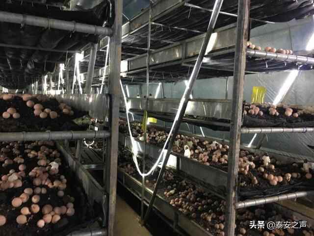 岱岳区竹荪珍稀食用菌工厂化种植在我省首获成功