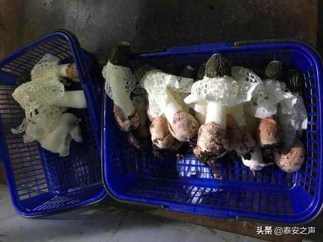 岱岳区竹荪珍稀食用菌工厂化种植在我省首获成功