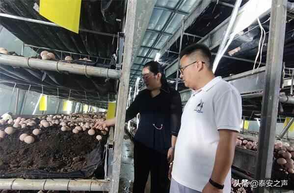 岱岳区竹荪珍稀食用菌工厂化种植在我省首获成功