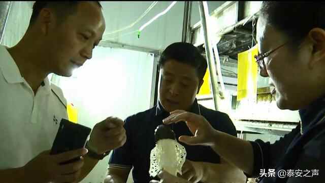 岱岳区竹荪珍稀食用菌工厂化种植在我省首获成功