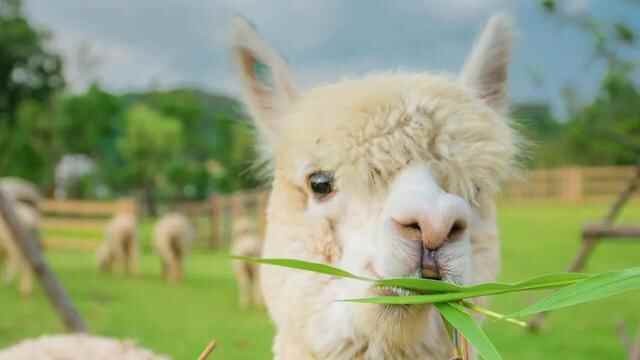 29.9元畅游太阳部落+动物欢乐王国两大主题公园！超值优惠，就在10月16日至11月28日！