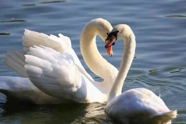 29.9元畅游太阳部落+动物欢乐王国两大主题公园！超值优惠，就在10月16日至11月28日！